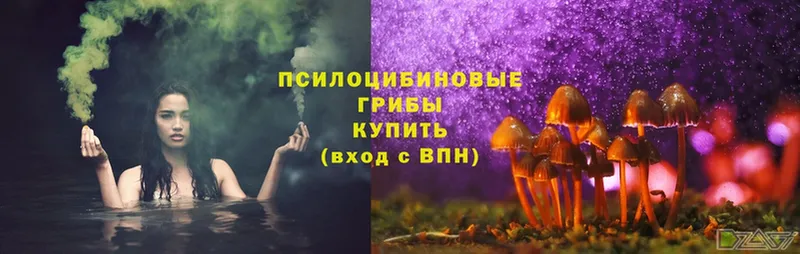 Галлюциногенные грибы Psilocybe  Добрянка 